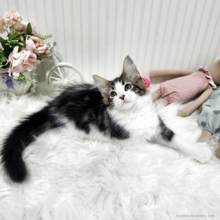 ブリーダー画像