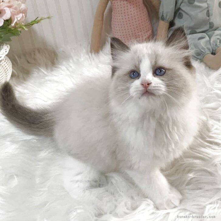 ブリーダー画像