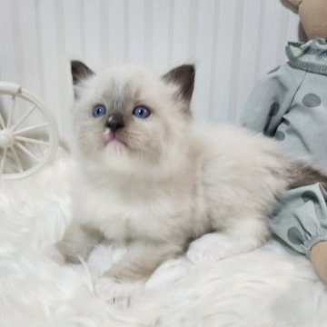 ラグドール【大阪府・男の子・2025年10月29日・シールポイント】の写真「ぬいぐるみのようなモフモフの可愛い男の子です！」