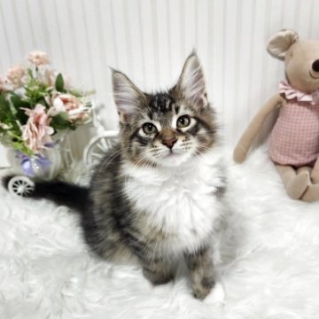 メインクーン【大阪府・男の子・2025年7月17日・ブラウンタビー&ホワイト】の写真「体格のしっかりした可愛い男の子です！」