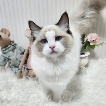 ラグドール【大阪府・女の子・2025年5月9日・シールポイントバイカラー】の写真「とーっても可愛い子です！」