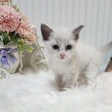 ラグドール【大阪府・男の子・2025年10月29日・ブルーポイントバイカラー】の写真「とても人なつっこい男の子です！」