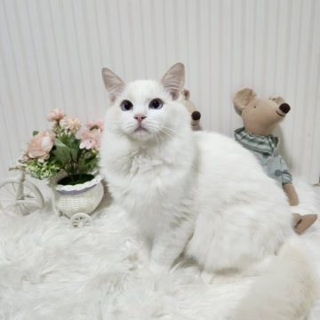 ラグドール【大阪府・男の子・2025年3月25日・クリームポイント】の写真「人が大好きな可愛い子です！」