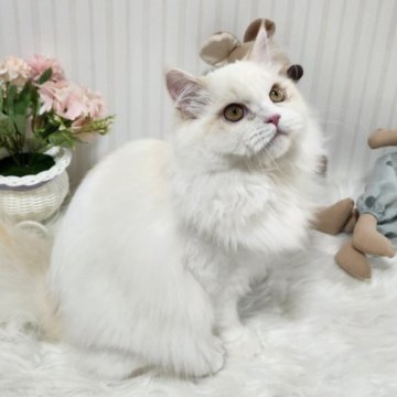 ミヌエット(長足)【大阪府・男の子・2025年4月5日・レッドリンクスポイント】の写真「とても綺麗な毛色の可愛い子です！」