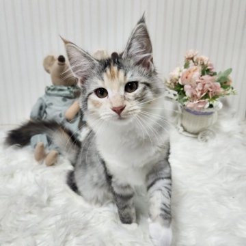 メインクーン【大阪府・女の子・2025年7月17日・シルバーパッチド】の写真「やんちゃさんな女の子です！」