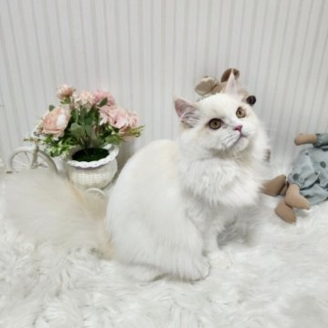 ミヌエット(長足)【大阪府・男の子・2025年4月5日・レッドリンクスポイント】の写真「とても綺麗な毛色の可愛い子です！」