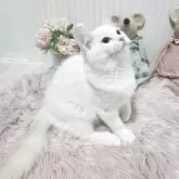 ラグドール