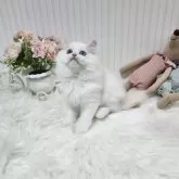 ミヌエット(長足)