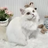 ミヌエット(長足)