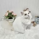 ミヌエット(長足)
