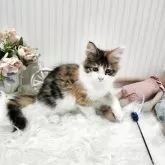 メインクーン【大阪府・女の子・2025年7月17日・キャリコ】の写真2