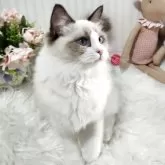 ラグドール【大阪府・女の子・2025年5月9日・シールポイントバイカラー】の写真2