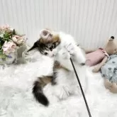 メインクーン【大阪府・女の子・2025年7月17日・キャリコ】の写真3