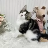 メインクーン【大阪府・男の子・2025年7月17日・ブラウンタビー&ホワイト】の写真3