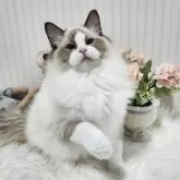 ラグドール【大阪府・男の子・2025年5月9日・シールポイントバイカラー】の写真4