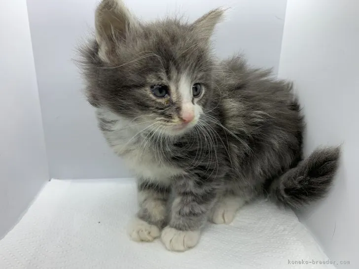 ID：2112-00500の子猫