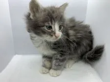 ノルウェージャンフォレストキャット【長崎県・女の子・2021年10月24日・ブルークラシックタビーアンドホワイト】の写真1「起きたばかりなので、眠そうです。」