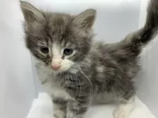 ノルウェージャンフォレストキャット【長崎県・女の子・2021年10月24日・ブルークラシックタビーアンドホワイト】の写真2「まだ眠いニャン🥱」