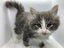 ノルウェージャンフォレストキャット【長崎県・女の子・2021年10月24日・ブルークラシックタビーアンドホワイト】の写真2「まだ眠いニャン🥱」