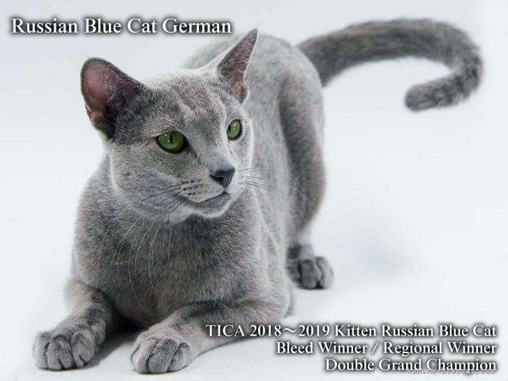 TICA 2018-2019 World Kitten Russian Blue BW RW｜森川　歩美(もりかわ　あゆみ)ブリーダー(三重県・ブリティッシュショートヘアなど・TICA/JCC/ECC登録)の紹介写真1