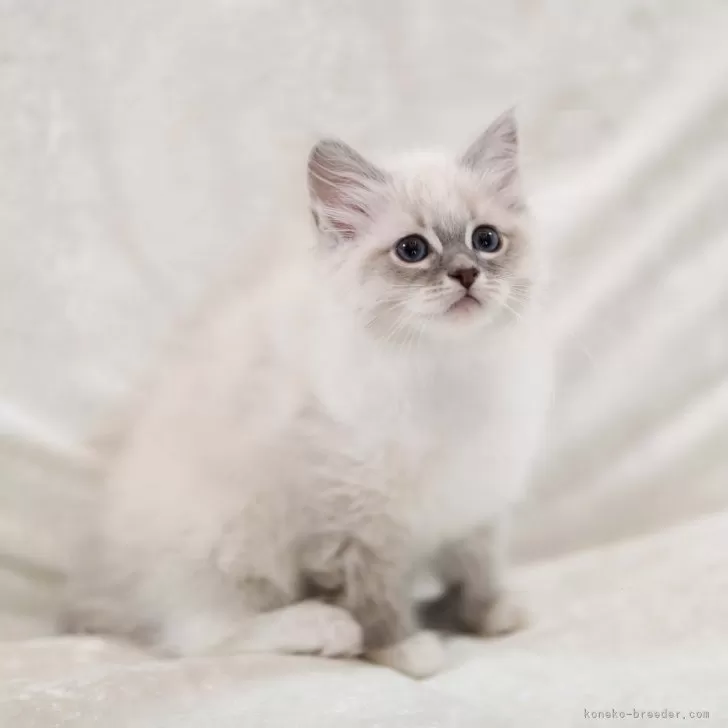 ID：2404-02259の子猫