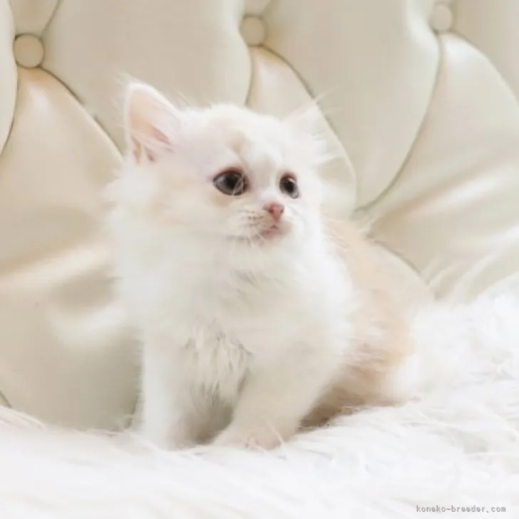 ID：2311-02680の子猫