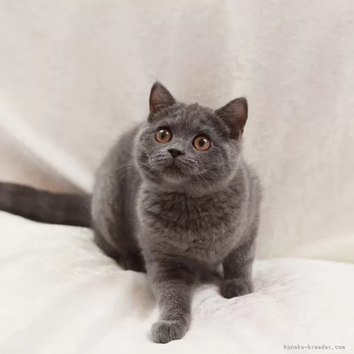 ID:2408-02902の子猫