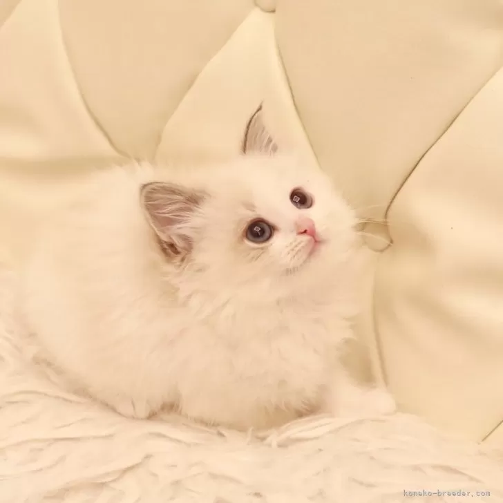 ID:2403-01910の子猫