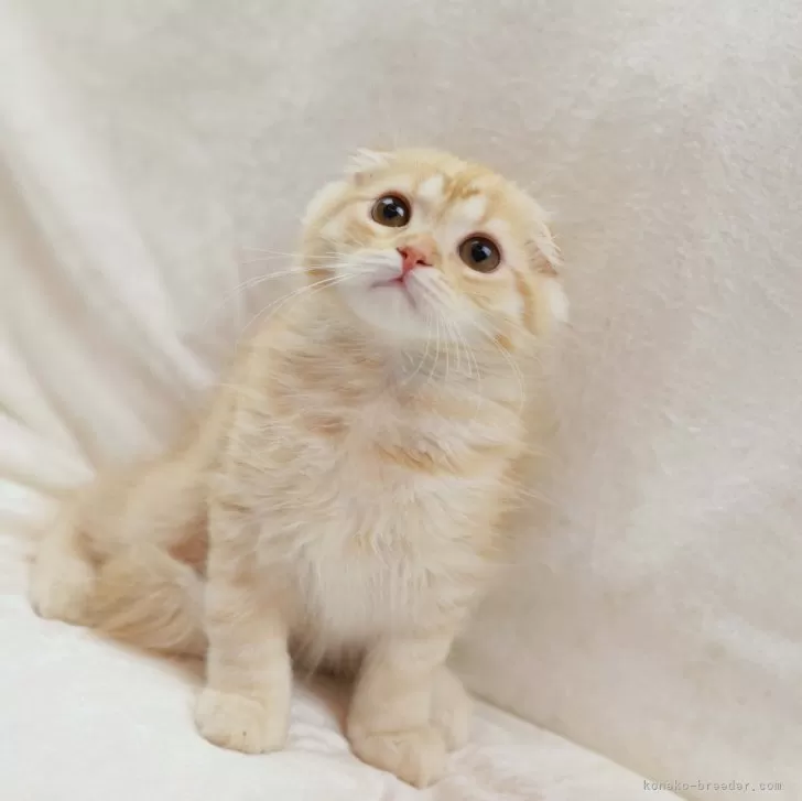 ID:2408-02900の子猫