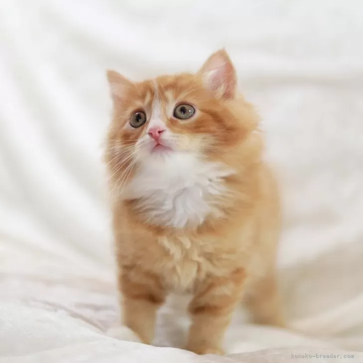 ID：2405-03950の子猫