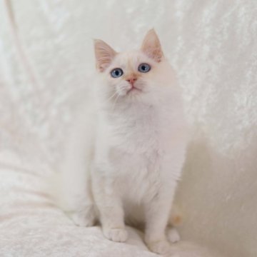 サイベリアン【三重県・男の子・2024年3月15日・レッドポイント】の写真「美しきネヴァマスカレード！」