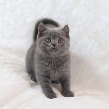 ブリティッシュショートヘア【三重県・女の子・2024年3月30日・ブルー】の写真「素晴らしきブリティッシュショートヘア」