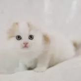 スコティッシュフォールド(折れ耳)【三重県・男の子・2024年4月19日・レッドタビー&ホワイト】の写真3