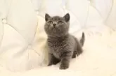 ブリティッシュショートヘア【三重県・男の子・2024年2月18日・ブルー】の写真3