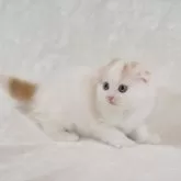 スコティッシュフォールド(折れ耳)【三重県・男の子・2024年4月19日・レッドタビー&ホワイト】の写真5