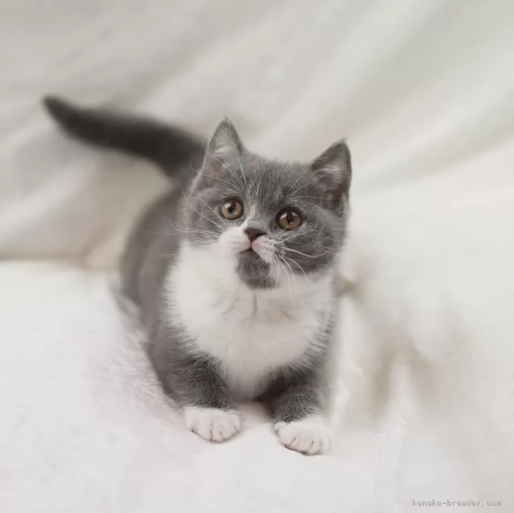 ID：2502-02523の子猫