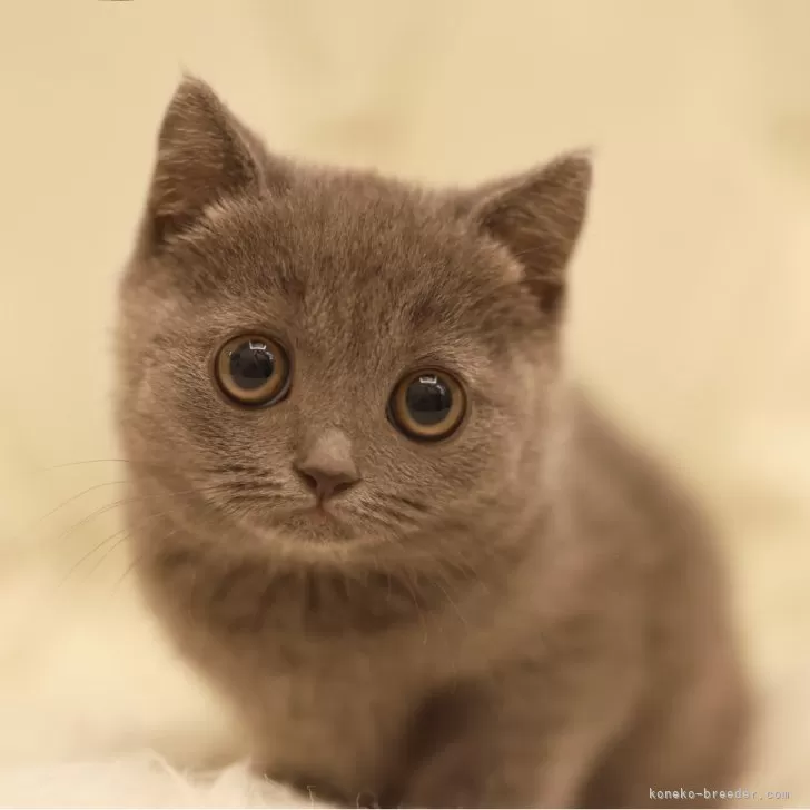 ID：2606-00575の子猫
