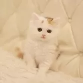 スコティッシュフォールド(立ち耳)