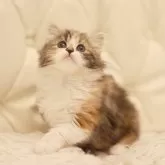 スコティッシュフォールド(立ち耳)