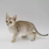 シンガプーラ