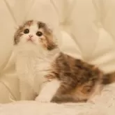 スコティッシュフォールド(折れ耳)