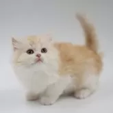 スコティッシュフォールド(立ち耳)