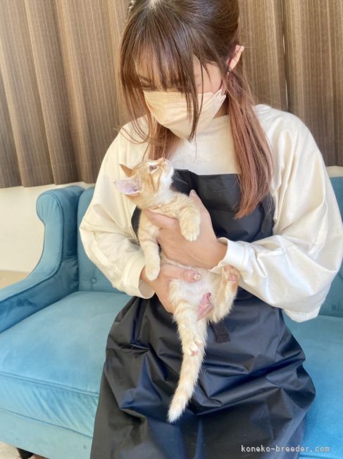 渡邊　真奈美(わたなべ　まなみ)ブリーダー(大阪府・マンチカンなど・ACC/JABAC登録)の紹介写真1