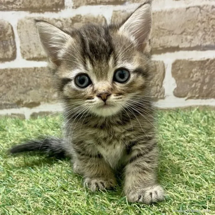 ID：2307-03061の子猫