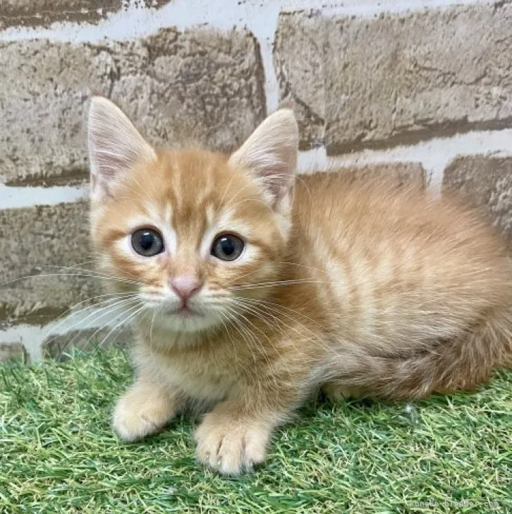 soyo_n 様のお迎えした子猫