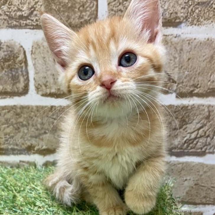 マンチカン 長足 大阪府 女の子 22年8月16日 レッドタビー お顔の可愛い女の子です みんなの子猫ブリーダー 子猫id 2211