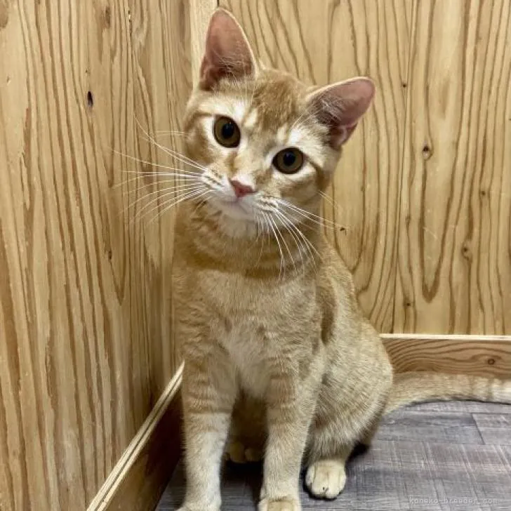 ID:2211-01760の子猫