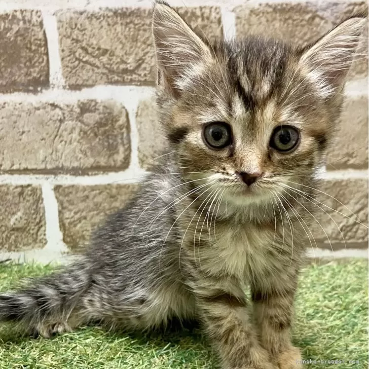 ID：2408-02724の子猫