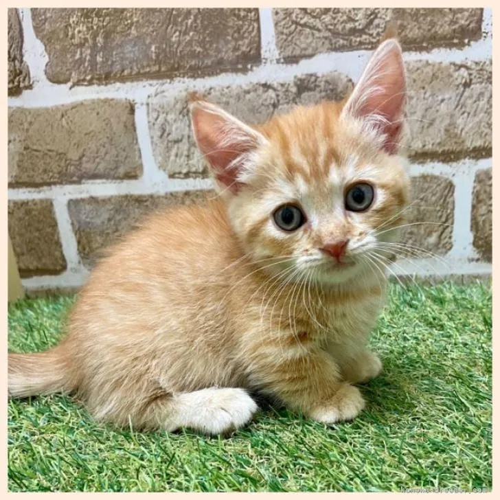 ID：2211-01762の子猫