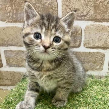 マンチカン(長足)【大阪府・女の子・2022年12月18日・ブラウンパッチドタビー】の写真「懐っこい子です」